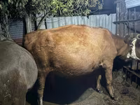 Kuh, Simmental cattle — Foto 2