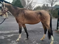 Stute, Akhal-Teke — Foto 3