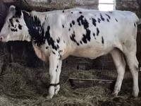 Kuh, Russian Black pied cattle — Foto 2