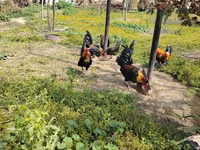 Bantam japonesa — foto 5