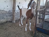 Ziege, Nubian Goat — Foto 6