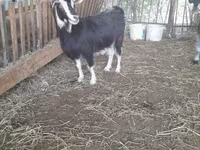 Cabra, Cabras — foto 3