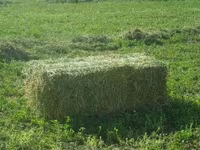 cumpar lucerna — foto 1