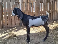 تيس, Kamori goats — الصورة 2