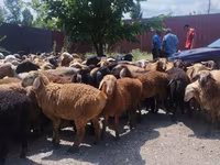 Ram, Sheep — photo 5