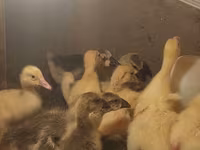 Geese — الصورة 2
