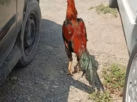 Chickens — 3-сурет