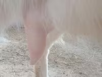 Ziege, Russian White goat — Foto 2