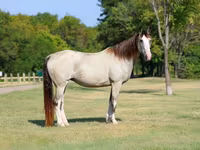 فرس, Skyros Pony — الصورة 3