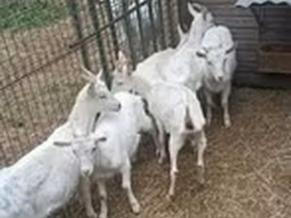 Goat, Saanen goat