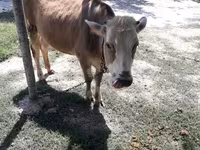 Vaca, Simmental cattle — foto 1