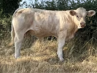 Buqa, Kasta sigir — 4-rasm