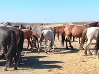 Кінь, Mugalzhar horse — фото 6