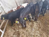 Rinder (Partie, Geschlecht nicht angegeben), Limousin-Kuh — Foto 2