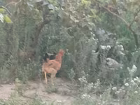 Chickens — الصورة 2