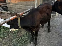 Kuh, Latvian Blue cattle — Foto 2