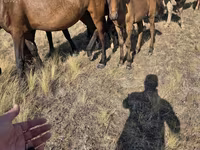 Stute, Kazakh horse — Foto 4