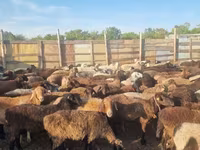 Schaf, Hissar sheep — Foto 3
