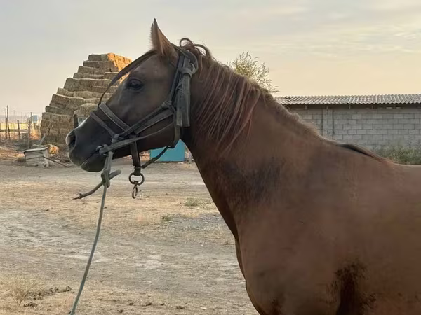 Mare, Arabian horse