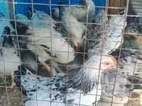 Adler Silver — foto 2