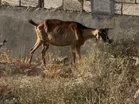 Cow, Cattle — photo 2