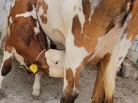 بقرة, Simmental cattle — الصورة 7