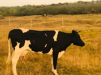 母牛, Holstein breed — 照片 1