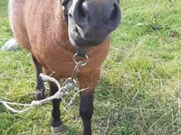 At, American shetland pony — foto 2