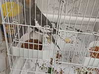 Məhsul: Nimfa (Cockatiel) papağanı və qəfəs dəsti Təsvir: - Rəng — 5-rasm