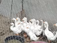 Geese — الصورة 5