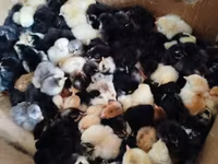Chickens — photo 3