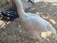 Chickens — الصورة 1
