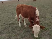 Buğa, Simmental cattle — foto 6