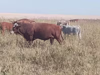 Bull, Swiss cattle — photo 1