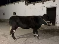 Kuh, Latvian Blue cattle — Foto 3
