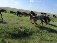 فرس, Kazakh horse — الصورة 6