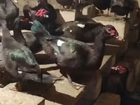 Ducks — Foto 8