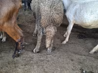 كبش, Baerchuke sheep — الصورة 3