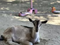 Ziege, Saanen goat — Foto 7