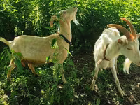 Echki, Saanen goat — 6-rasm