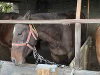 Hengst, Kazakh horse — Foto 4