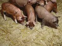 Schweine (Partie, Geschlecht nicht angegeben), Дюрок — Foto 3