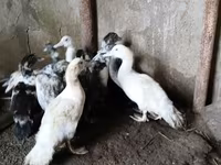 Ducks — फ़ोटो 4