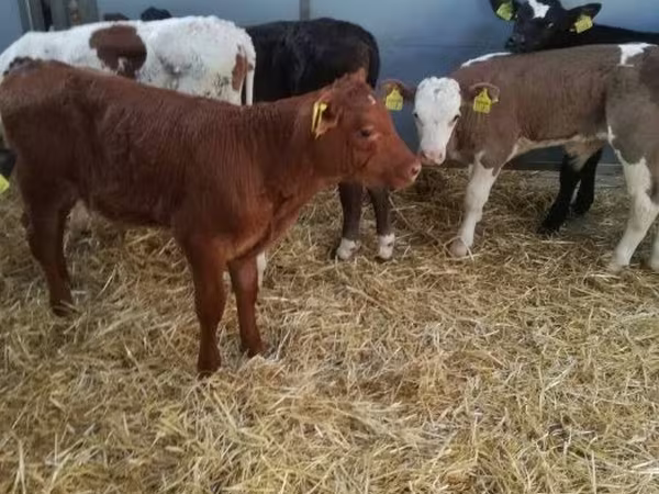 公牛, Limousin cow