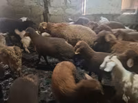 Ovejas (lote, sexo no especificado), Ovejas — foto 3