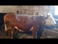 Toro, Ganado vacuno — foto 2