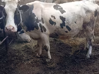 牛只（批次，未指定性别）, Russian Black pied cattle — 照片 1