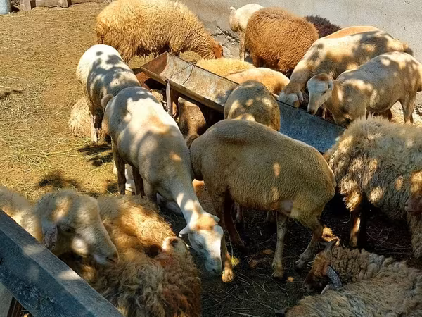 Ram, Sheep