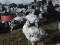 Chickens — photo 1