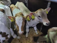 ثور, Simmental cattle — الصورة 3